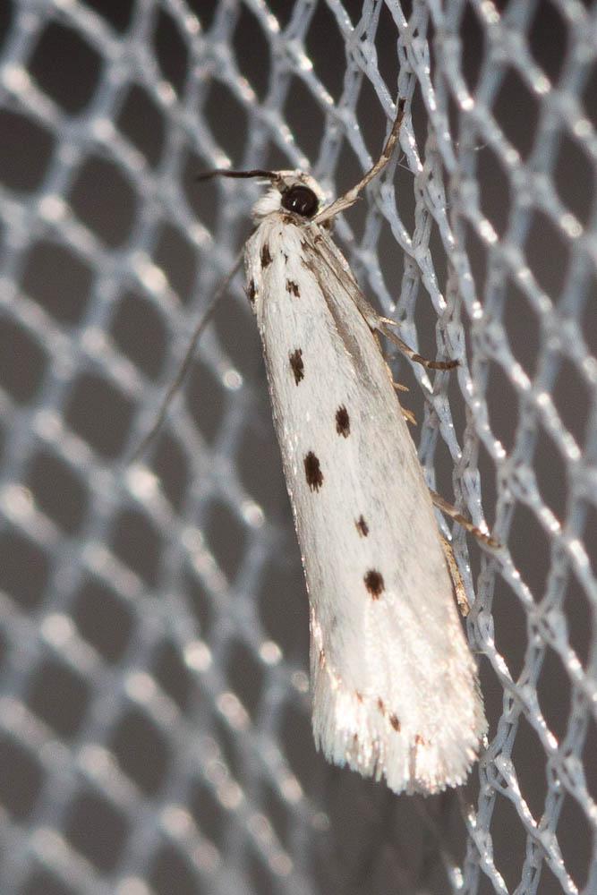  Ethmia terminella Fletcher, 1938
