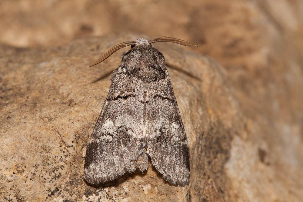 Demi-Lune blanche (La), Druide (Le) Drymonia querna (Denis & Schiffermüller, 1775)