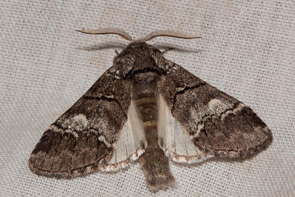 Demi-Lune blanche (La), Druide (Le) Drymonia querna (Denis & Schiffermüller, 1775)