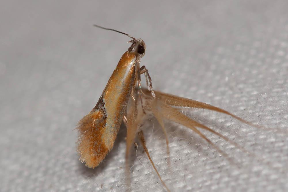 Batia lunaris (Haworth, 1828)