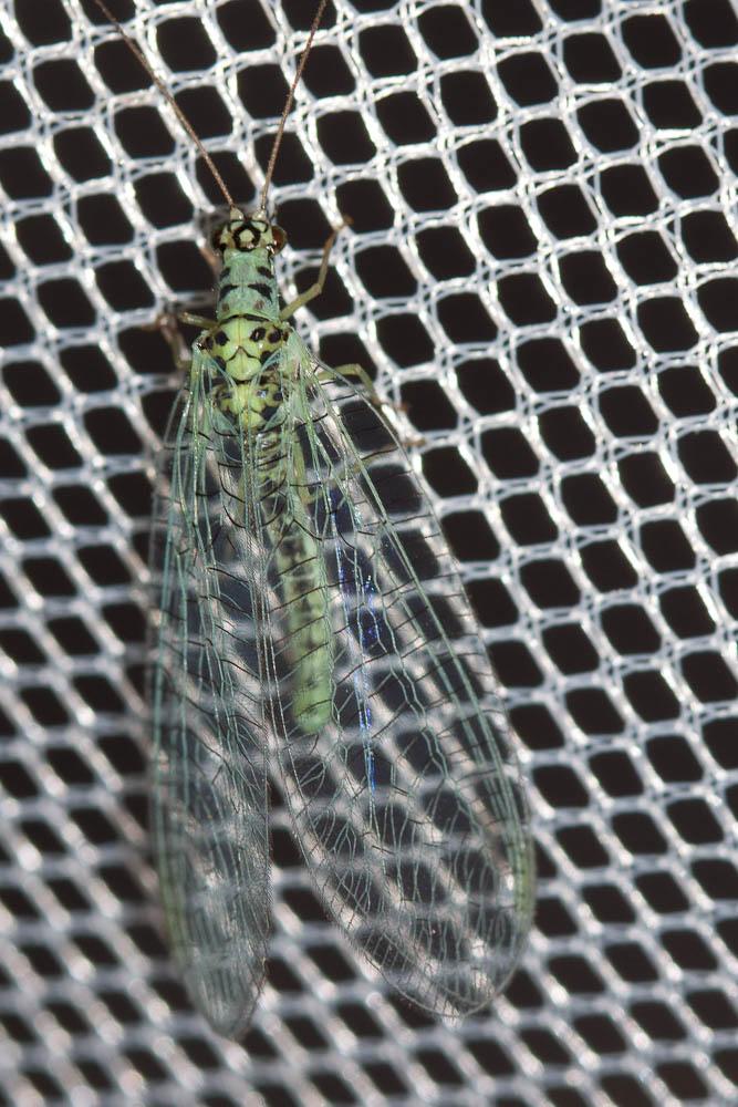 Lion des pucerons Chrysopa perla (Linnaeus, 1758)