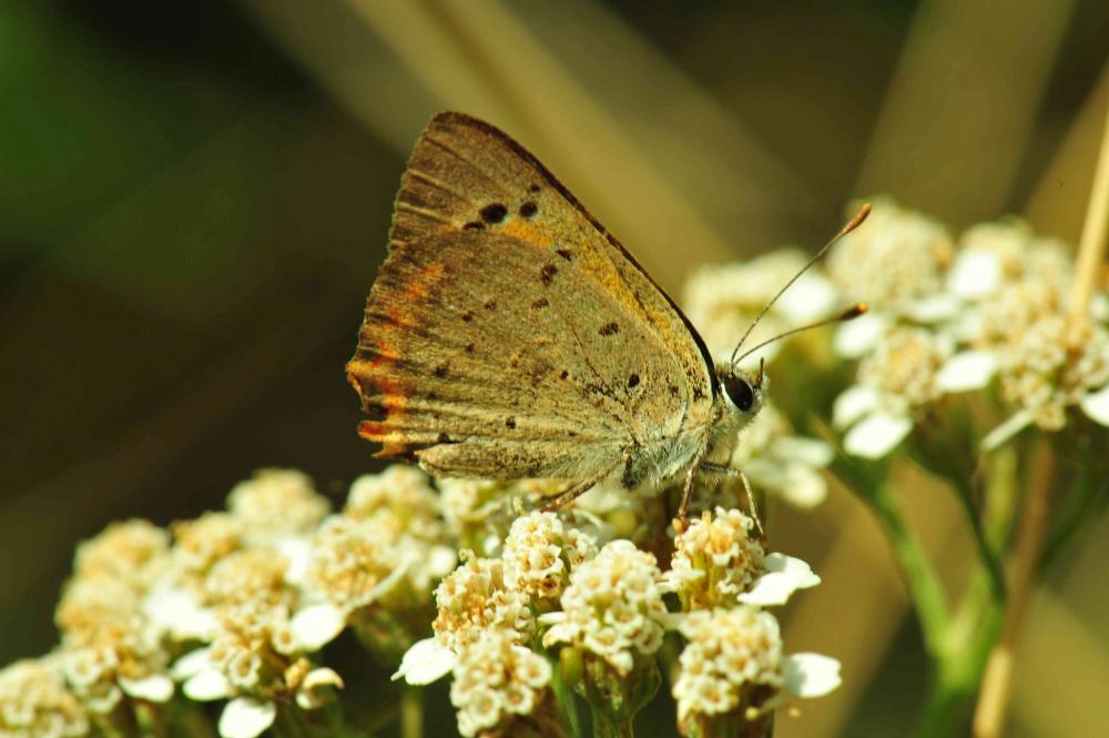 Cuivré commun (Le), Argus bronzé (L'), Bronzé (Le) Lycaena phlaeas (Linnaeus, 1760)