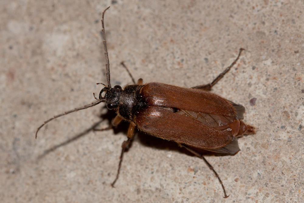  Cebrio gigas (Fabricius, 1787)