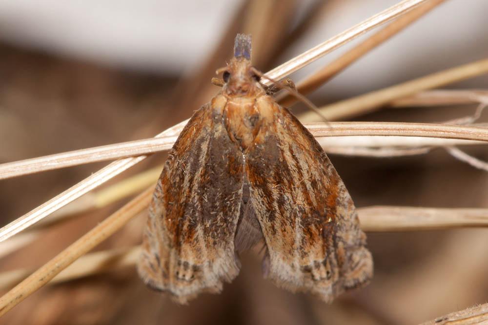 Eucosma cana (Haworth, 1811)