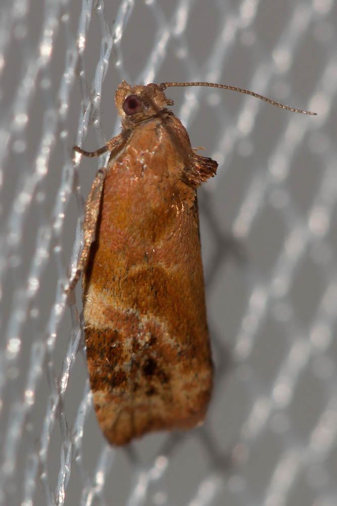  Ditula angustiorana (Haworth, 1811)
