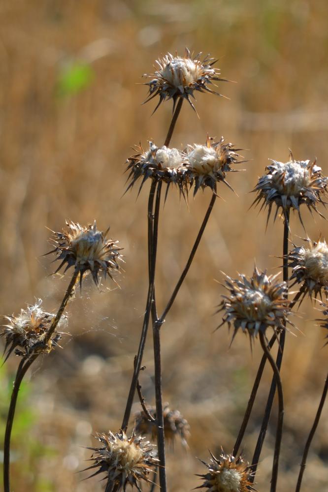 Chardon marie, Chardon marbré Silybum marianum (L.) Gaertn., 1791