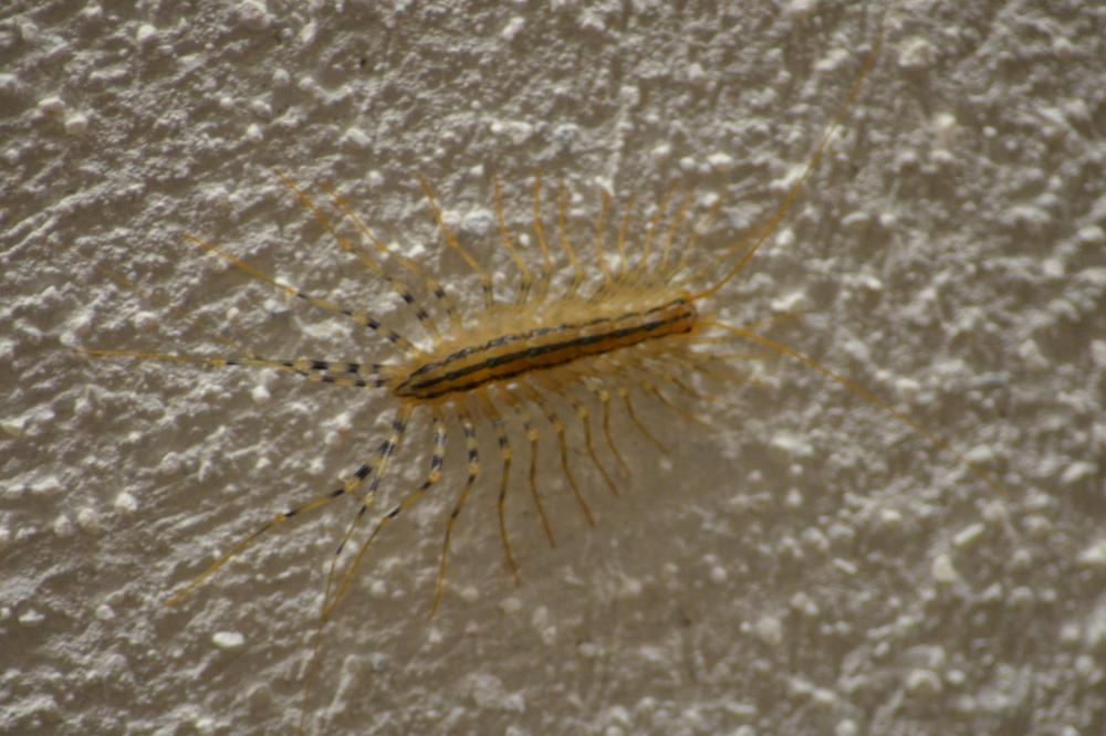 Scutigera coleoptrata (Linnaeus, 1758)