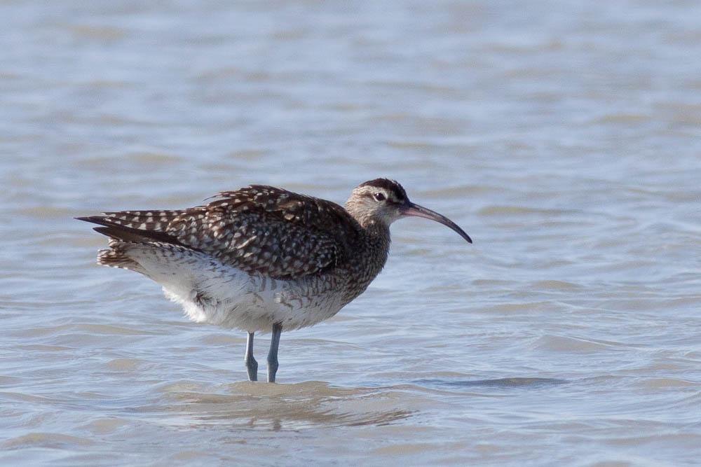 Courlis corlieu Numenius phaeopus (Linnaeus, 1758)