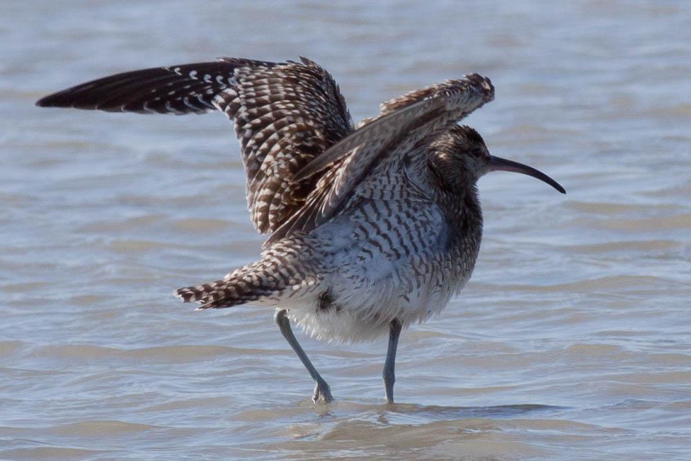 Courlis corlieu Numenius phaeopus (Linnaeus, 1758)