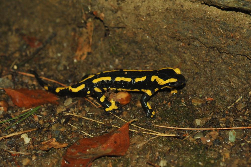 Salamandre tachetée Salamandra salamandra (Linnaeus, 1758)