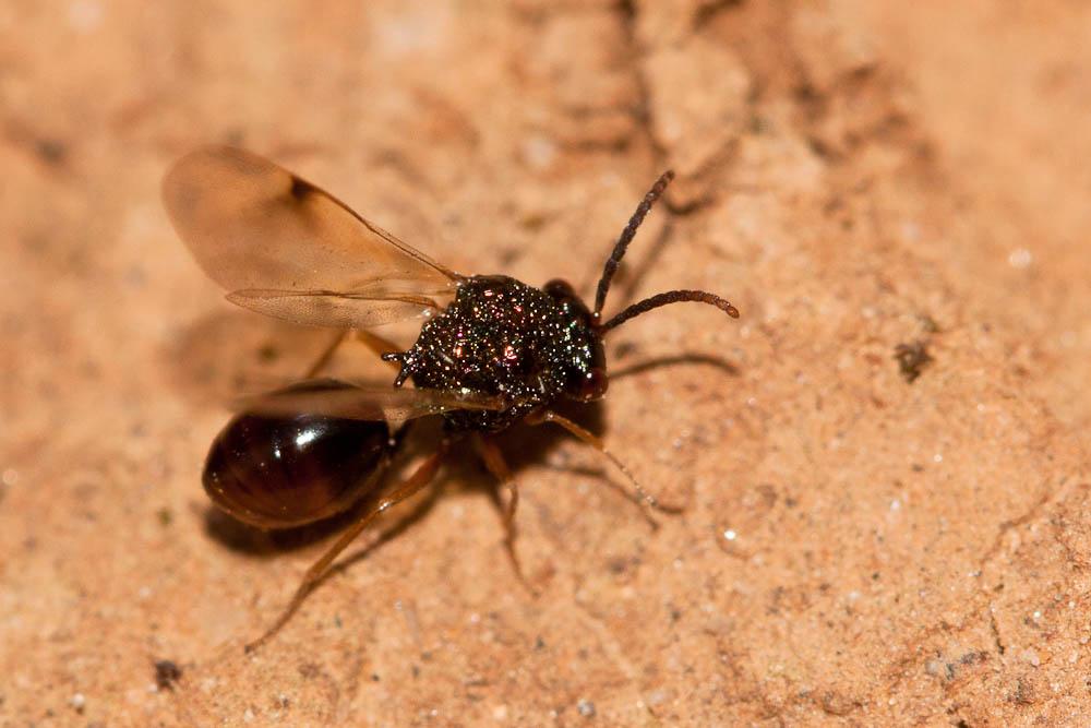 Stilbula cyniformis (Rossi, 1792)
