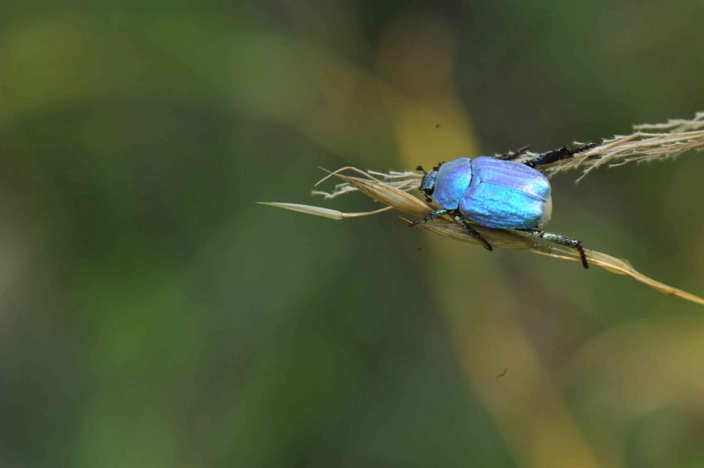 Hoplie bleue (L') Hoplia coerulea (Drury, 1773)