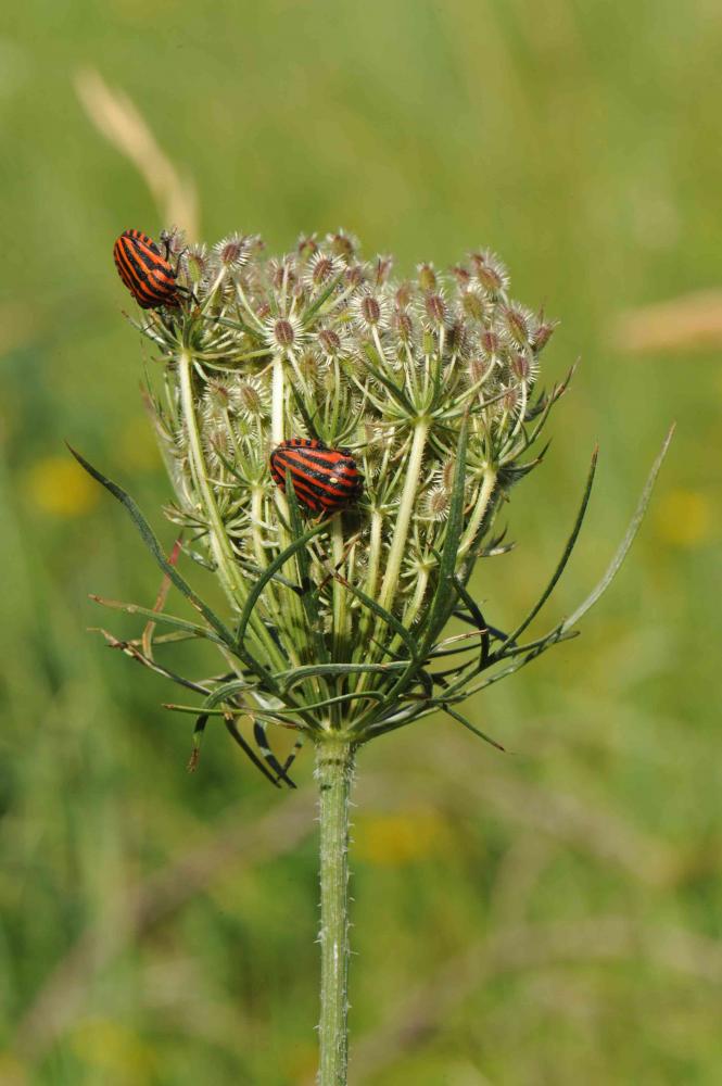 Punaise arlequin Graphosoma italicum (O.F. Müller, 1766)
