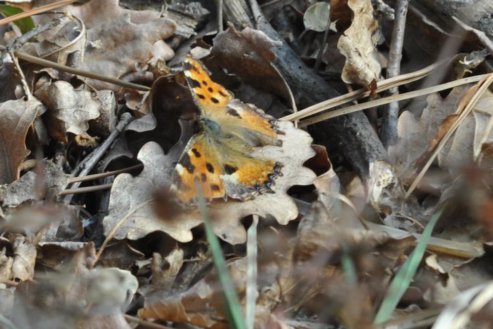 Grande Tortue (La), Vanesse de l'Orme (La), Grand- Nymphalis polychloros (Linnaeus, 1758)