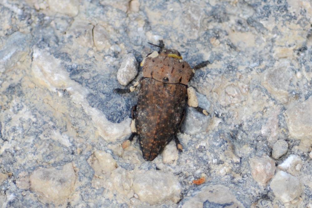 Capnode du Pêcher Capnodis tenebrionis (Linnaeus, 1760)