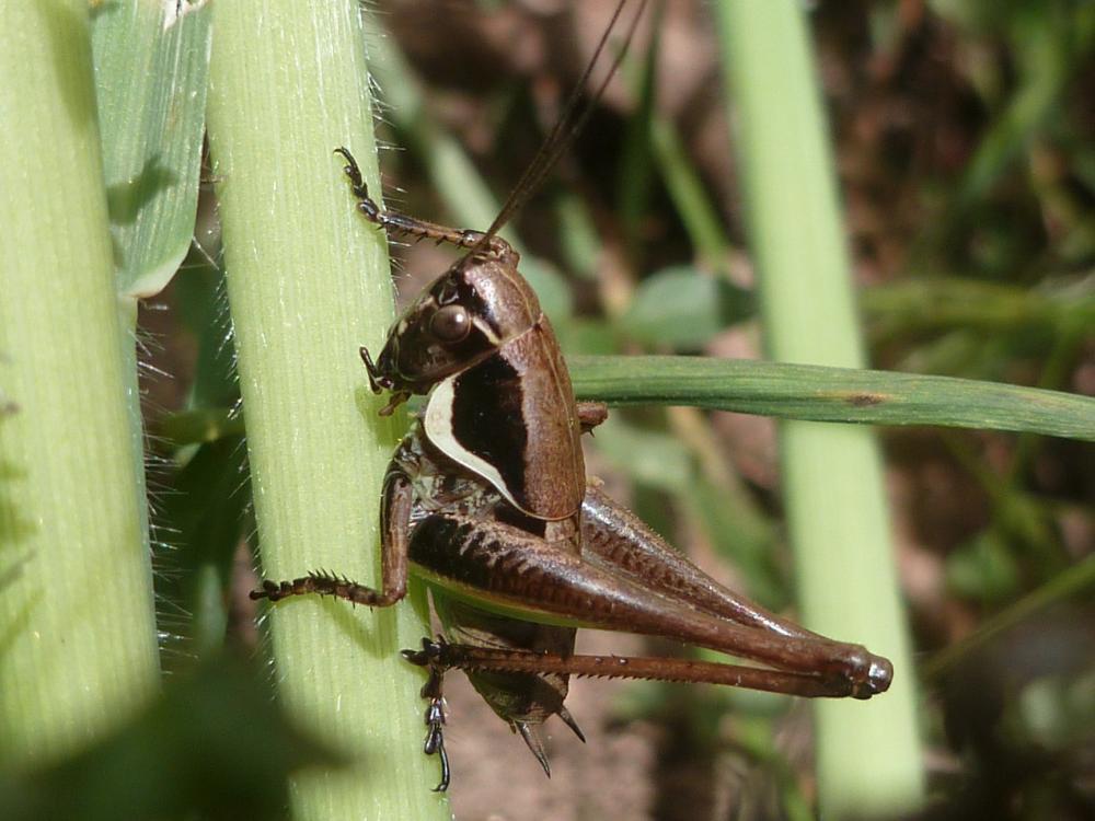 Decticelle des roselières , Decticelle des friches Pholidoptera femorata (Fieber, 1853)