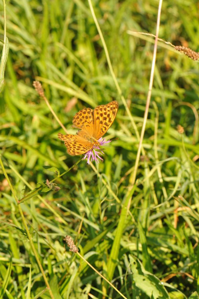Tabac d'Espagne (Le), Nacré vert (Le), Barre argen Argynnis paphia (Linnaeus, 1758)