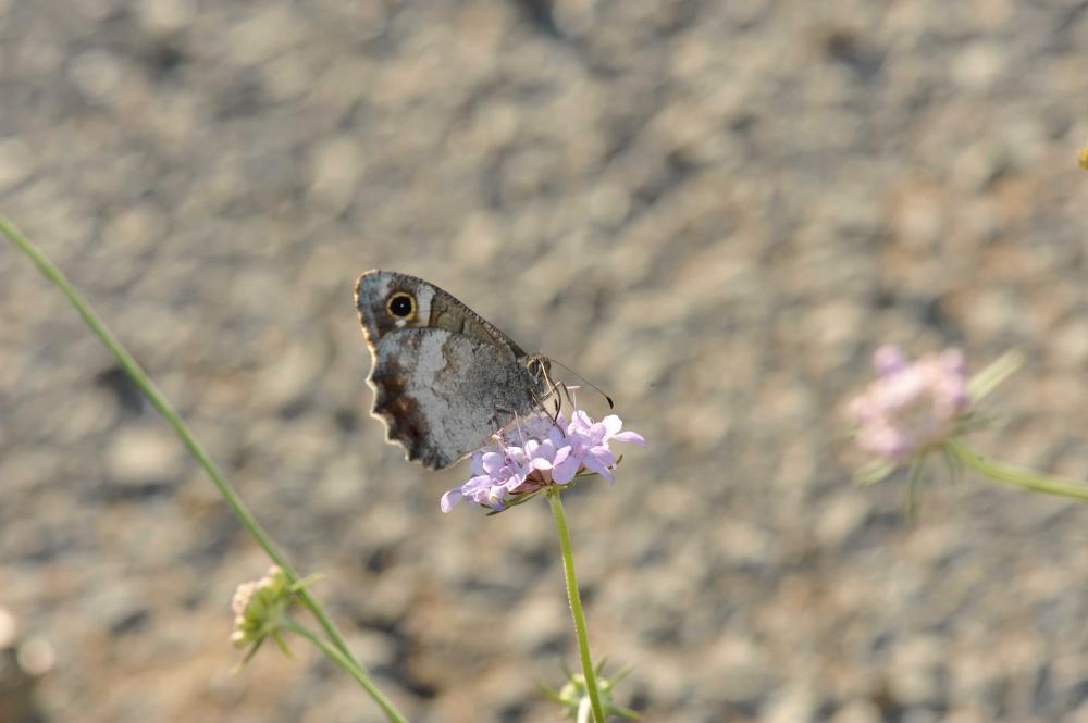 Faune (Le), Arachné (L'), Coronis (Le) Hipparchia statilinus (Hufnagel, 1766)