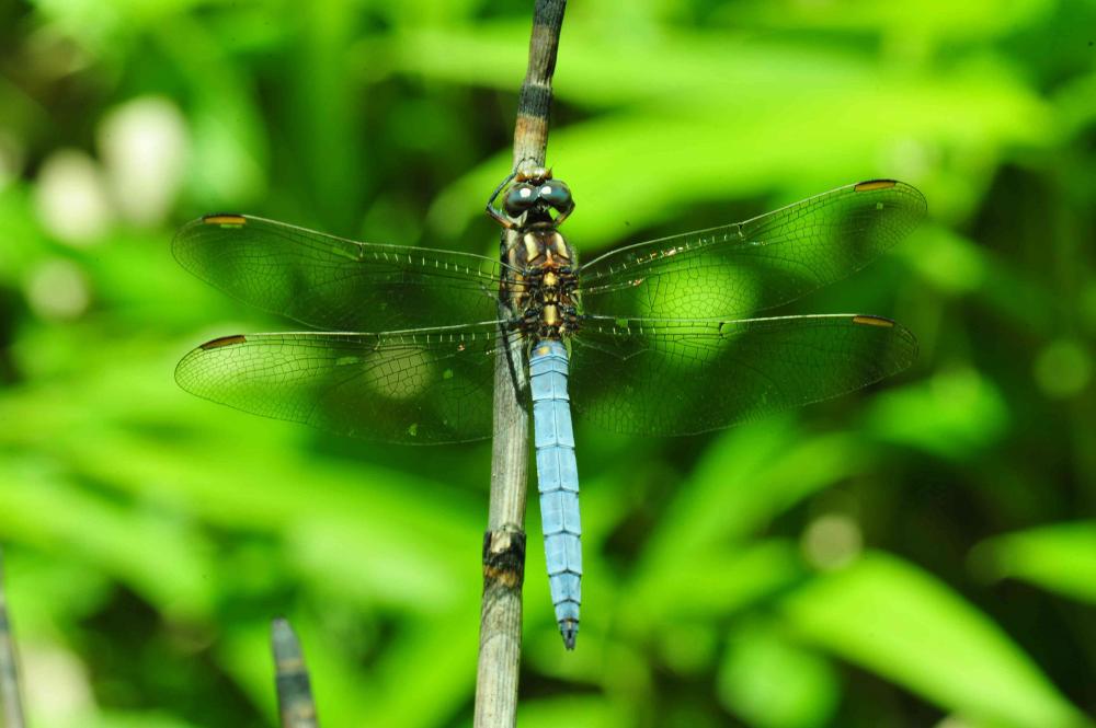 Orthétrum bleuissant (L') Orthetrum coerulescens (Fabricius, 1798)