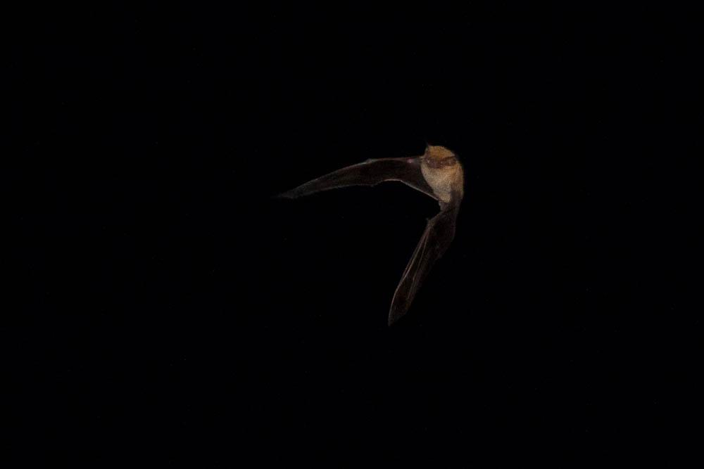 Pipistrelle de Kuhl Pipistrellus kuhlii (Kuhl, 1817)