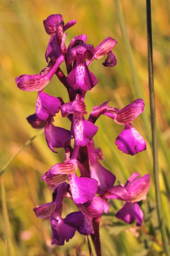 Orchis bouffon Anacamptis morio (L.) R.M.Bateman, Pridgeon & M.W.Chase, 1997