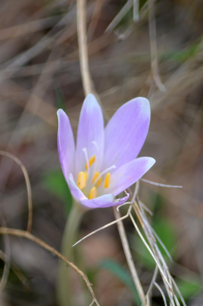 Colchicum multiflorum Brot., 1804