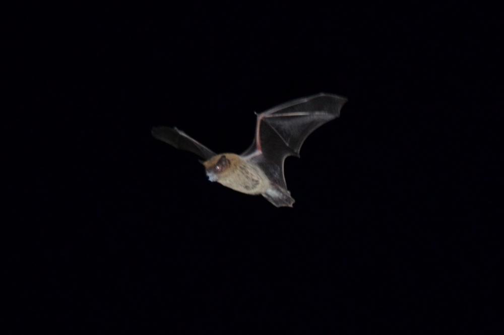 Murin de Daubenton Myotis daubentonii (Kuhl, 1817)