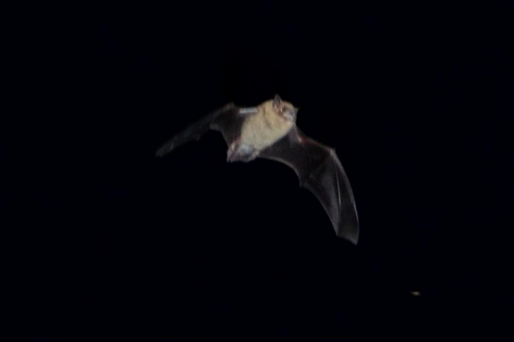 Chiroptera Blumenbach, 1779