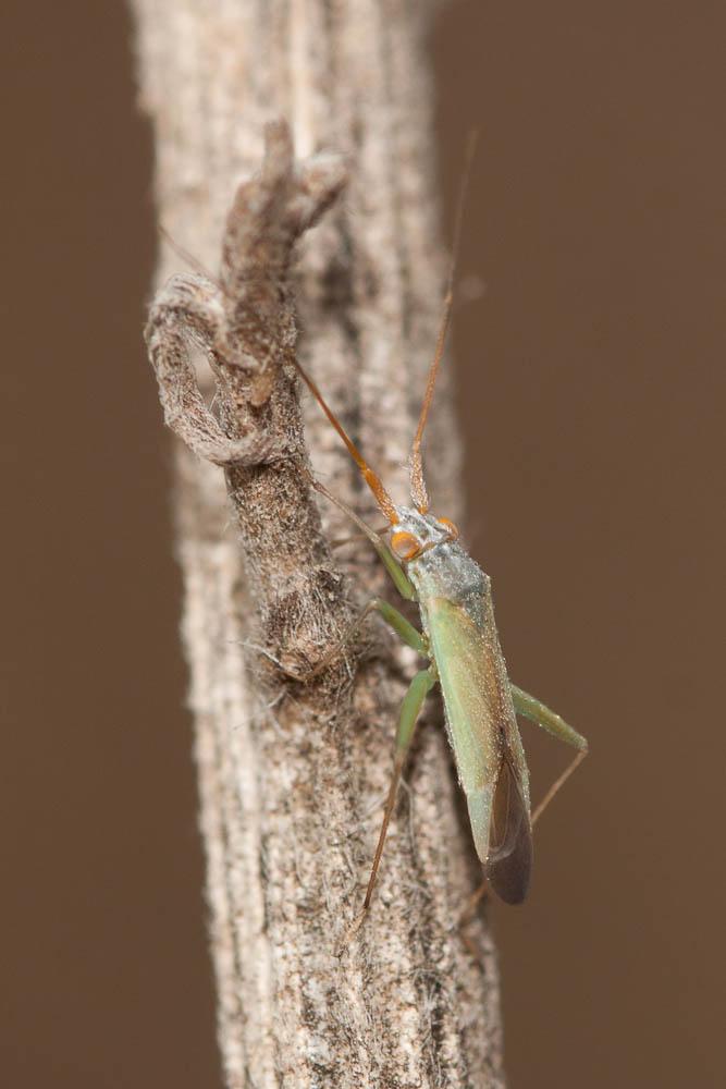 Platycranus