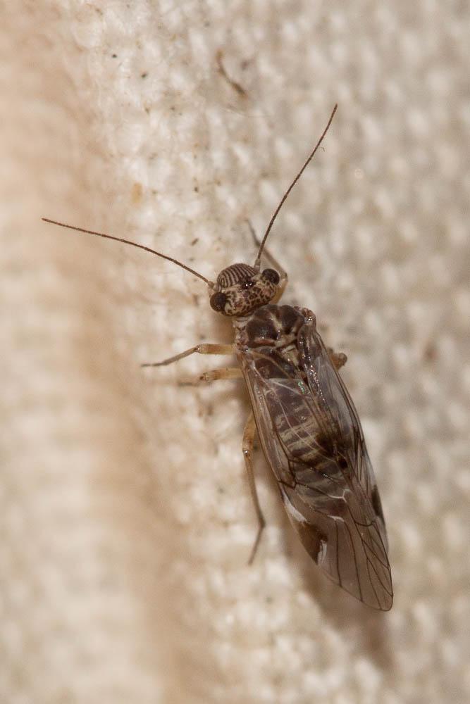 Le  Amphigerontia bifasciata (Latreille in Coquebert, 1799)