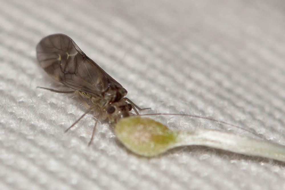 Metylophorus nebulosus (Stephens, 1836)