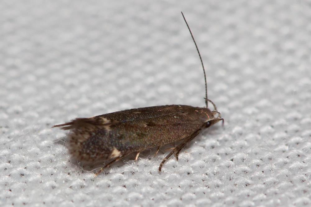 Syncopacma patruella (Mann, 1857)