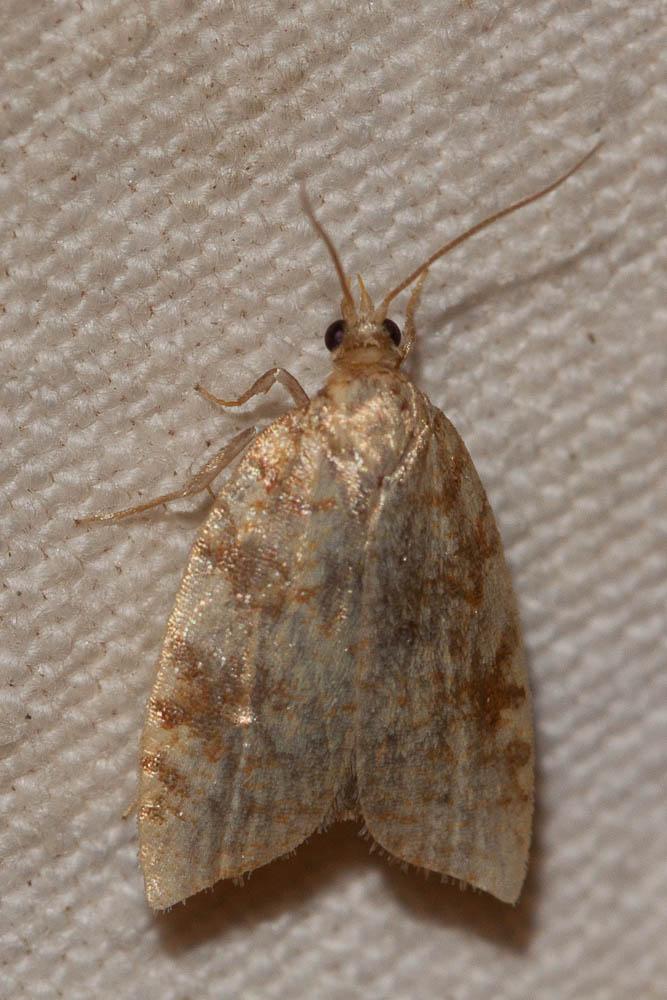  Aleimma loeflingiana (Linnaeus, 1758)