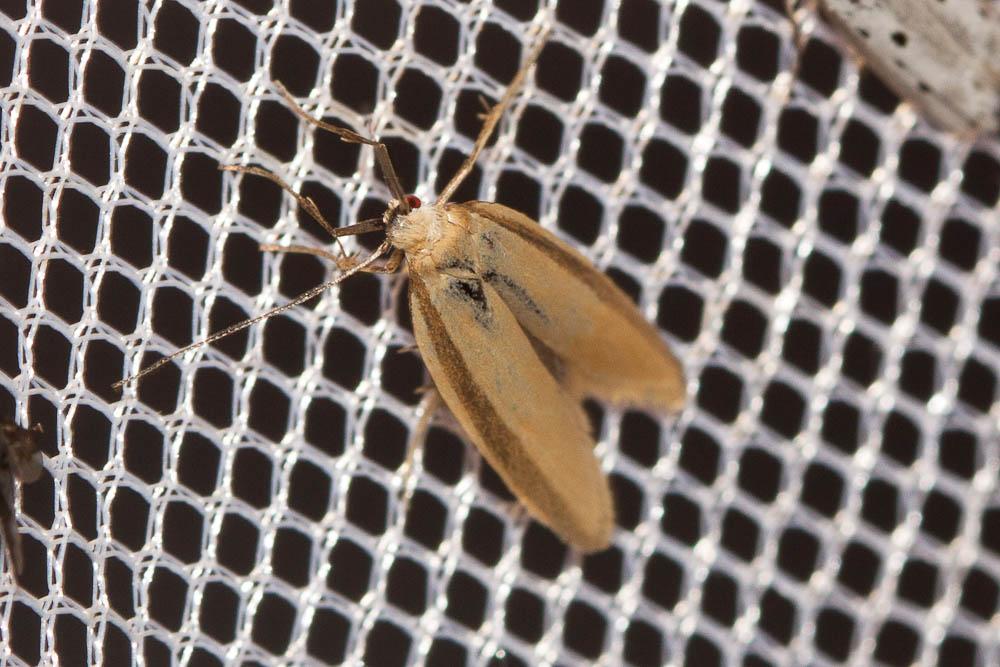 Pleurota pyropella (Denis & Schiffermüller, 1775)