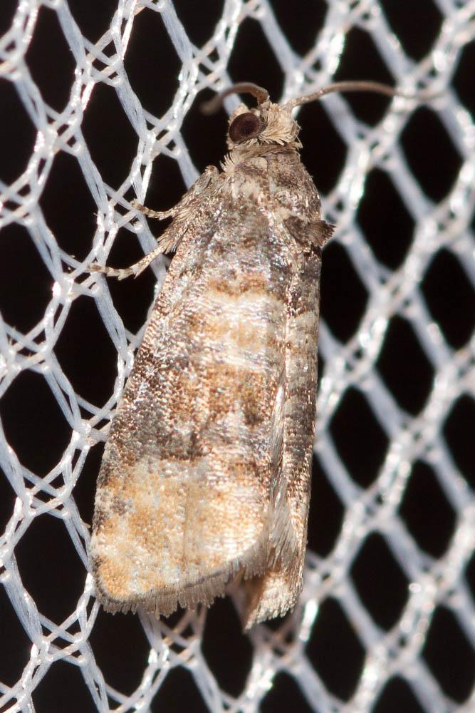  Piniphila bifasciana (Haworth, 1811)