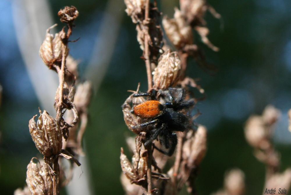  Carrhotus xanthogramma (Latreille, 1819)