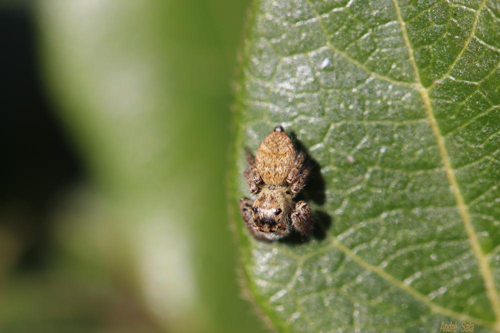 Carrhotus xanthogramma (Latreille, 1819)