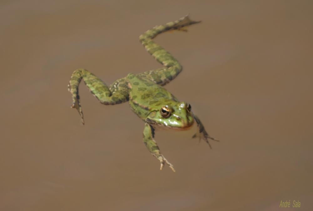 Pélophylax Pelophylax Fitzinger, 1843