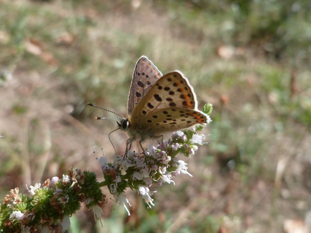 Cuivré fuligineux (Le), Argus myope (L'), Polyomma Lycaena tityrus (Poda, 1761)