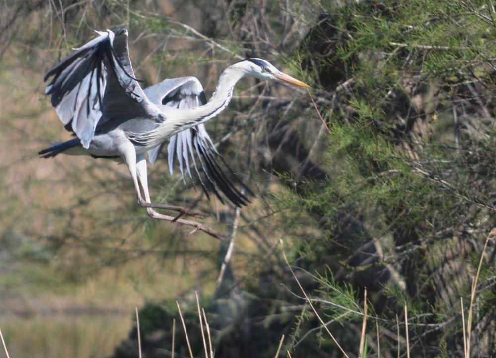 Héron cendré Ardea cinerea Linnaeus, 1758