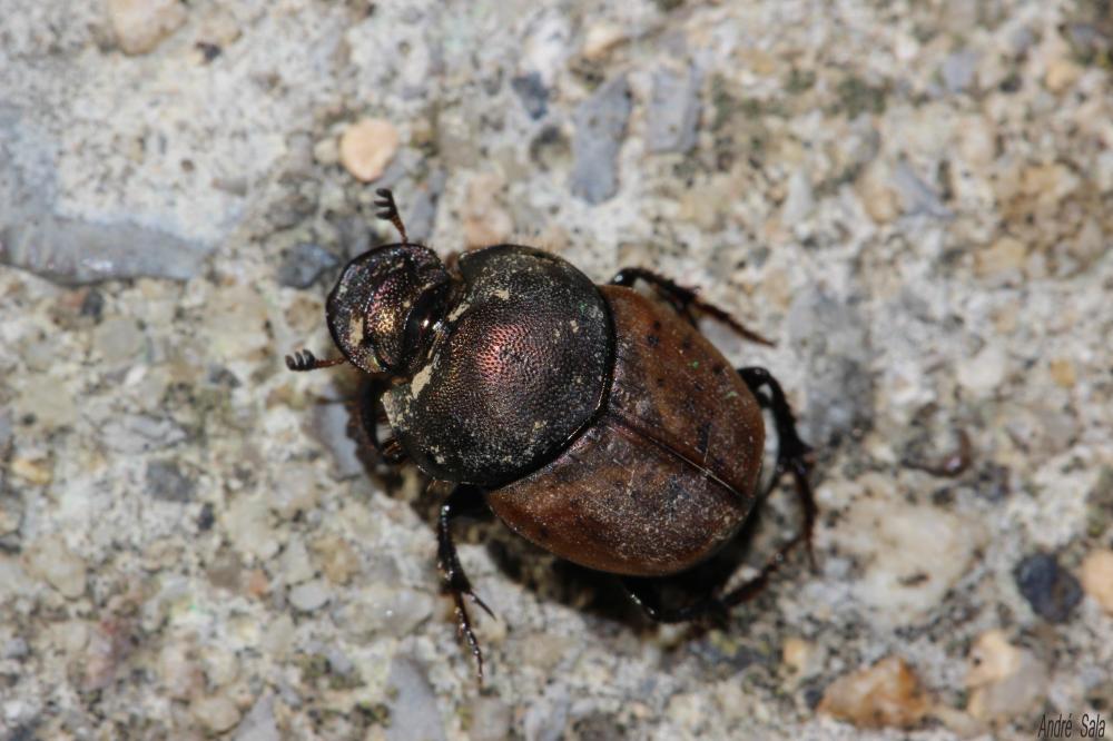 Onthophagus Latreille, 1802