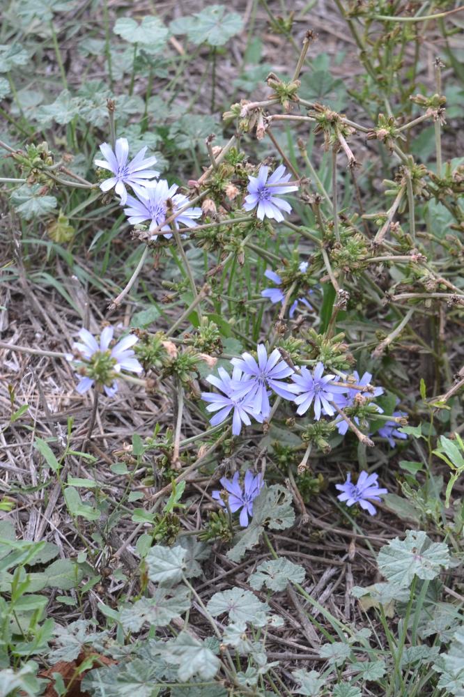 Chicorée amère, Barbe-de-capucin Cichorium intybus L., 1753