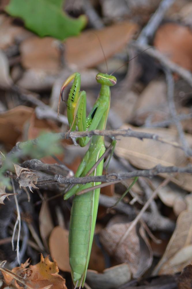 Mante religieuse Mantis religiosa (Linnaeus, 1758)