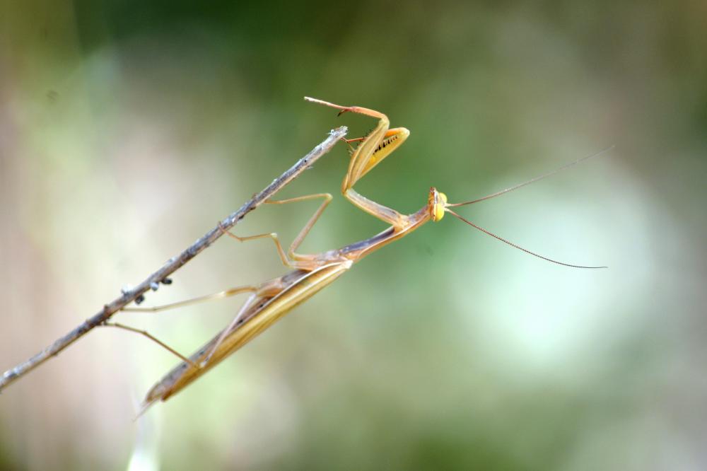La Mante religieuse Mantis religiosa (Linnaeus, 1758)