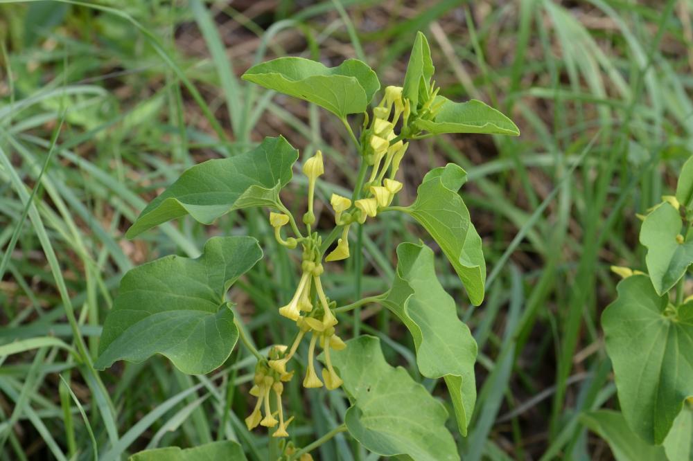Aristoloche clématite, Poison de terre Aristolochia clematitis L., 1753