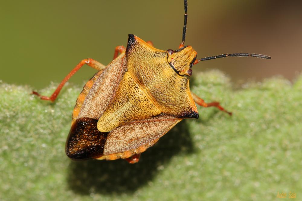 Carpocoris mediterraneus Tamanini, 1959
