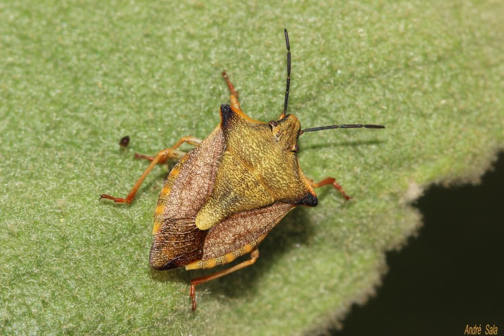 Carpocoris mediterraneus Tamanini, 1959