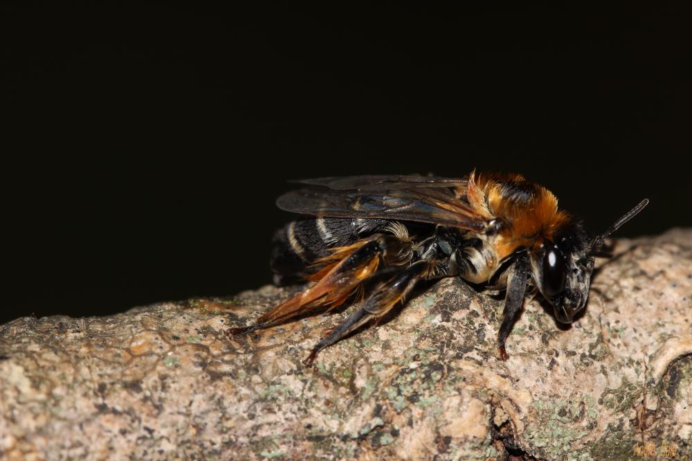Dasypoda hirtipes (Fabricius, 1793)