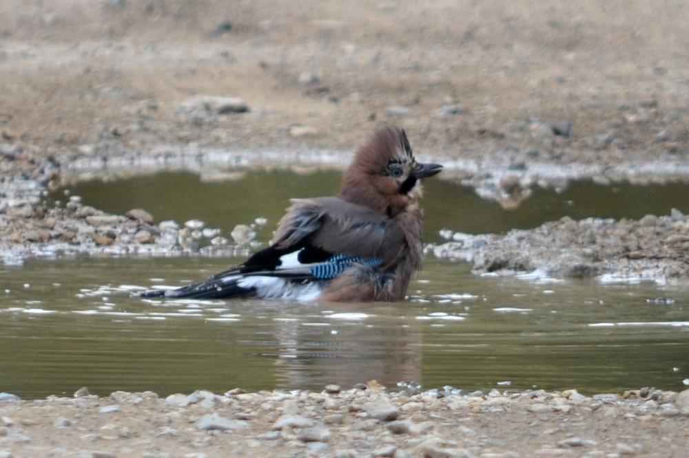 Geai des chênes Garrulus glandarius (Linnaeus, 1758)
