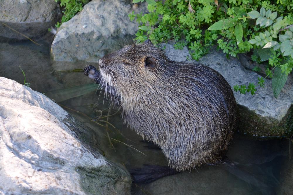 Ragondin Myocastor coypus (Molina, 1782)